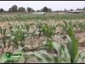 Documentaire  SUR LE CHAMPS - Tambaroua Business Farming 2013 (Niang)