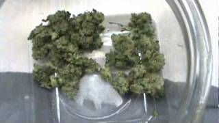 Two different strains of dank