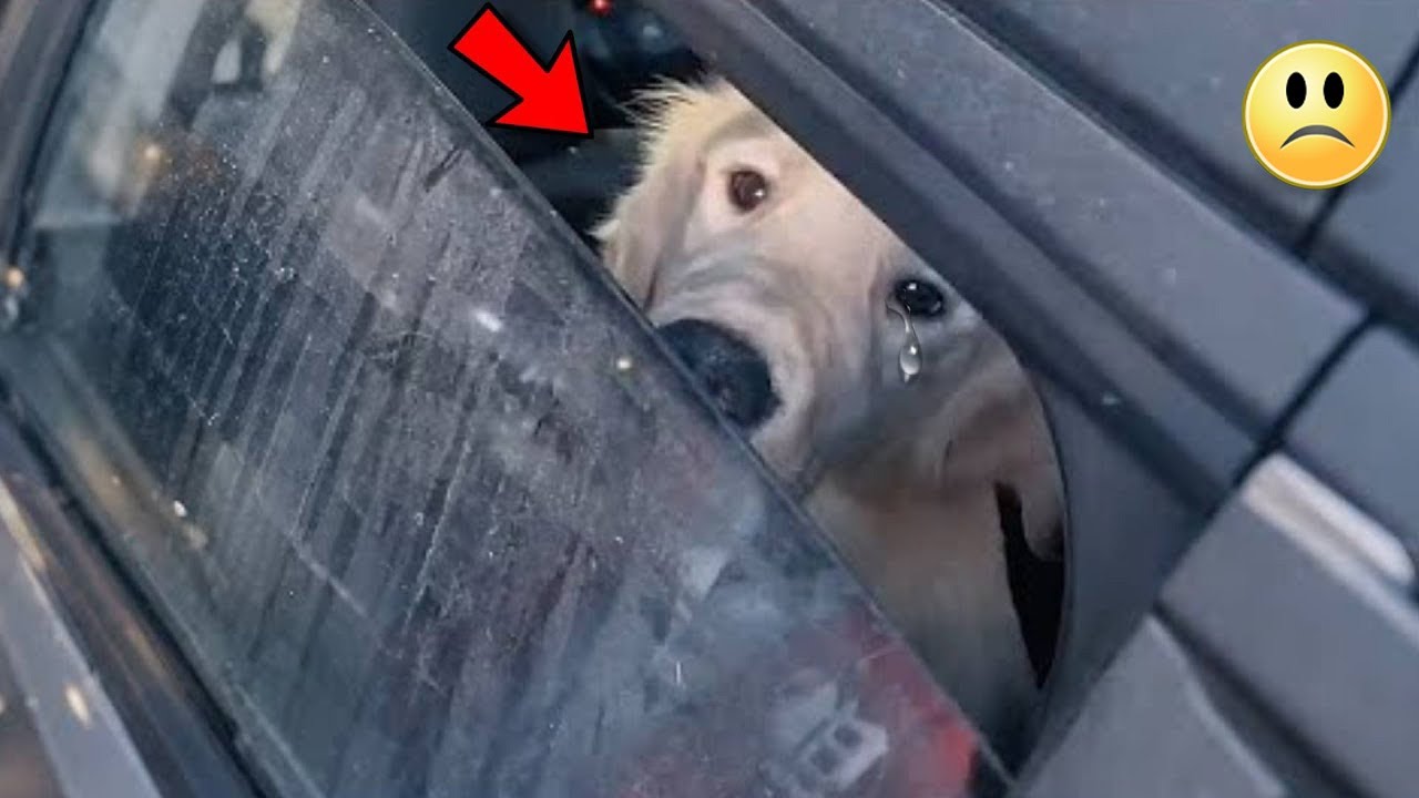 A woman finds two dogs locked in a car and a horror happens! - YouTube