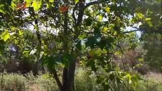 San Diego Edible & Medicinal Plant Hike