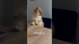 Job Pawsition Rejected: Pomeranian’s Huffy Response to Career Advice!