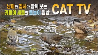 Cat TV,  cat video, 고양이가 좋아하는 영상, Video for Cats, 고양이를 위한 비디오, 고양이 시청영상, 새소리asmr by 재밌냥 - Cat TV 4,819 views 6 months ago 2 hours