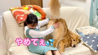 愛犬の尻の穴が向かってくる恐怖💦【ゴールデンレトリバーとミニチュアダックスフンド】