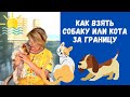 Что нужно для перевозки любимого питомца за границу 🐶🐱