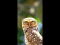 OMG! Where’s my phone? – Owl | Samsung