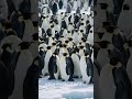Cinematic documentary video of Antarctica #antarctica
