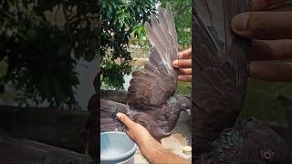 তিন মাস পর দুষ্টু পোলা বাড়িতে ফিরে আসলো 🥰 #Thepigeonreturnedhome #pigeon #kobutor #pigeonlover