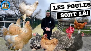 LES PREMIÈRES POULES SONT LA !￼