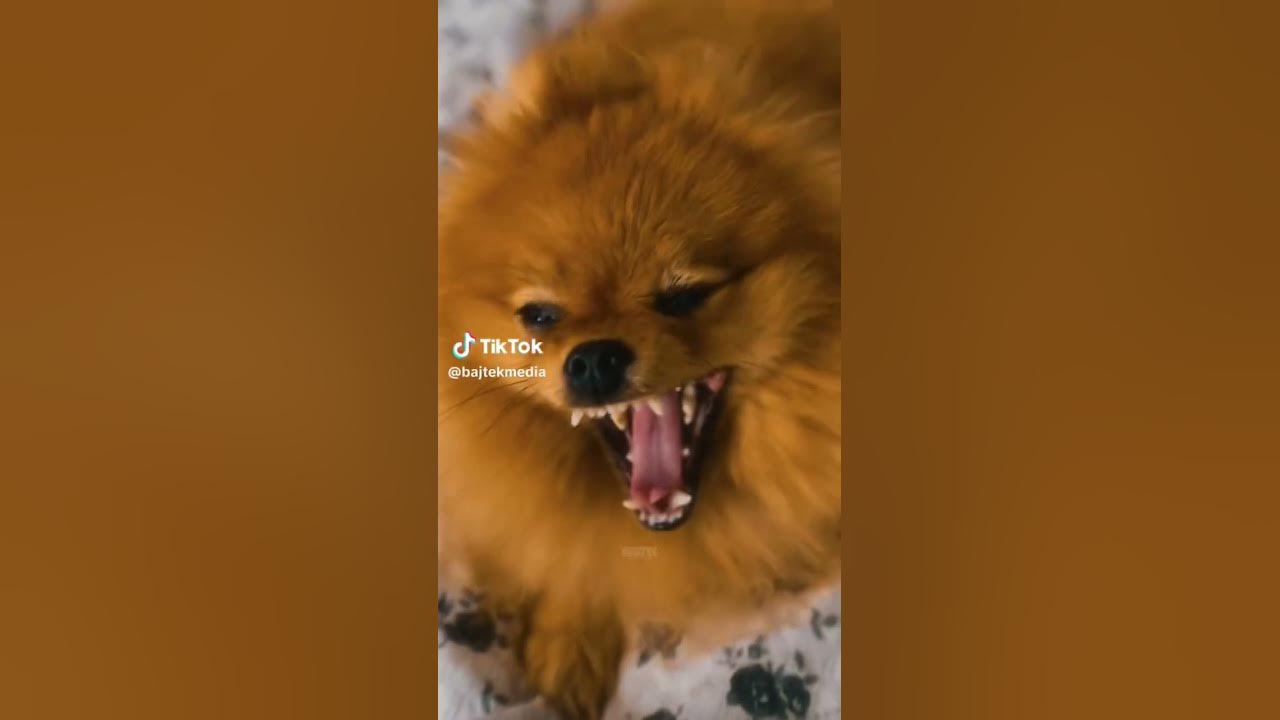 Гав-гав - YouTube