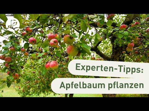 Video: Brauche ich mehr als einen Apfelbaum - Informationen über selbstbefruchtende Äpfel