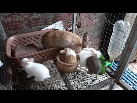 Rabbit farm in