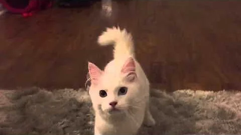 Watch the video about White Maine Coon Kitten