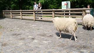 Ducks And Sheep Patke I Ovce