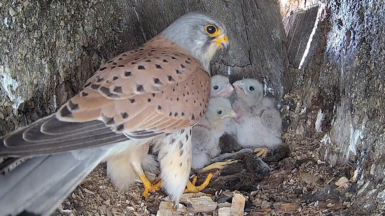 Kestrel Dad Learns to Feed his Chicks After Becoming Sole Parent | Mr & Mrs Kes | Robert E Fuller