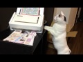 Sharing Cat gets amazed by printer (video) Love