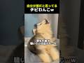 【 自分が狼だと思ってるチビわんこ 🐾 】