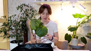 картинка: Цветочные будни. Спасаю Калатею от гнили, черенкую колеусы, прощаюсь с растением.