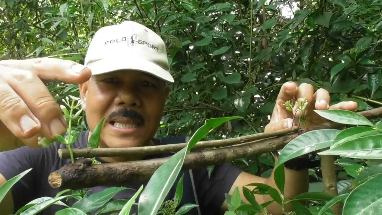 jebakan bermacam jenis burung menggunakan kawat payung bekas