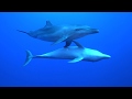 Rangiroa top dive french polynesia with dolphins and sharks in tiputa passage