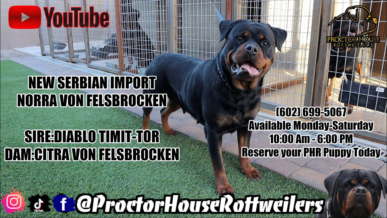 Hughson Rottweiler Ranch Are Rottweilers Allowed In Texas