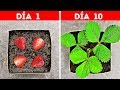 30 TRUCOS ÚTILES INCREÍBLES PARA PLANTAS QUE DEBERÍAS DE INTENTAR