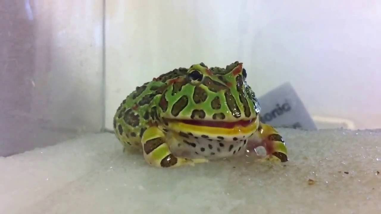 脱皮するベルツノガエル Youtube 脱皮するベルツノガエル Youtube