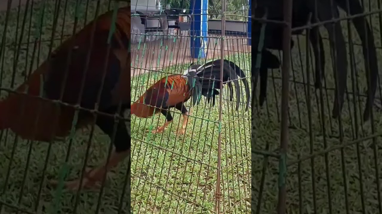 DINK 5K SWEATER BS From RED GAMEFARM