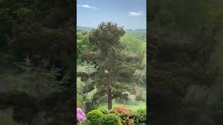 Pollen release from Scots Pine