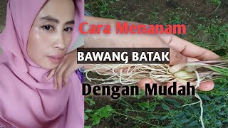 Cara Mudah Menanam Bawang Batak atau Lokio