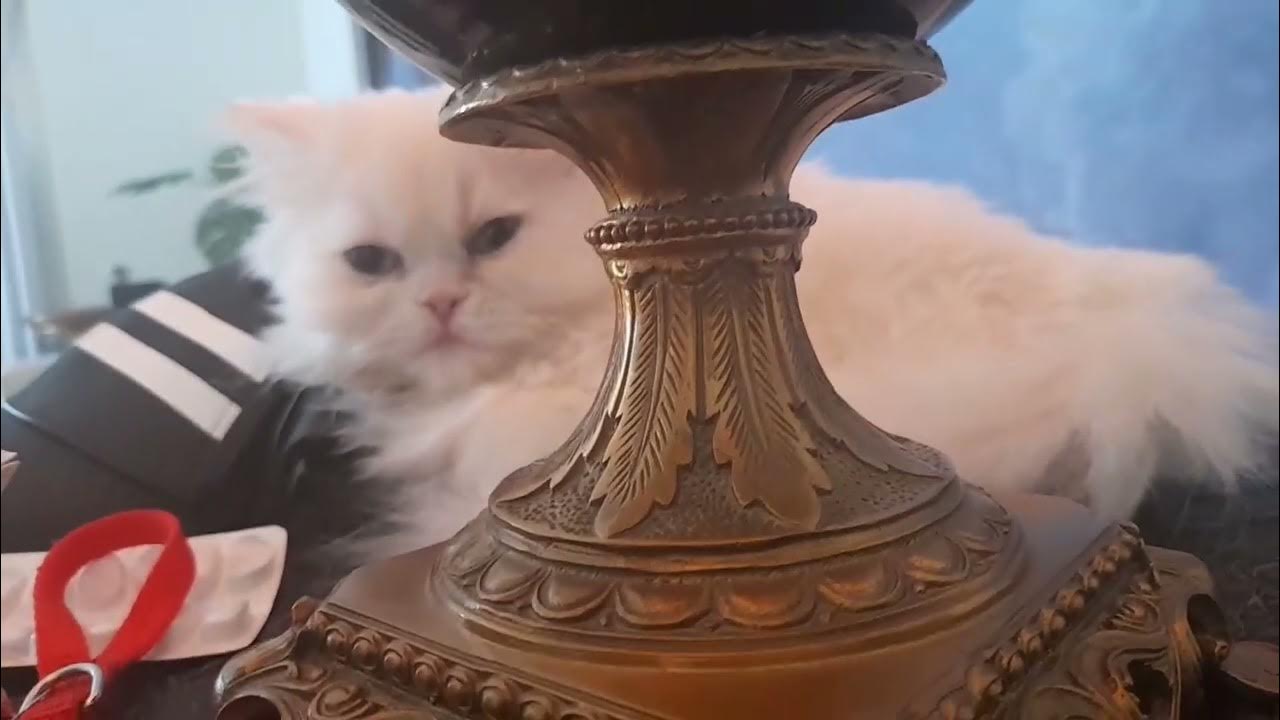 how to take care of sickness of cat causes of cat back leg pains YouTube