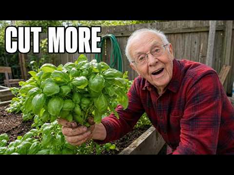 6 Herbs That Grow Back Faster Every Time You Cut Them