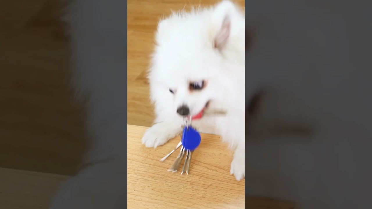 #cute funny dog# dog #cocacola #dog wants to play with keys #yt shorts#youtube shorts
