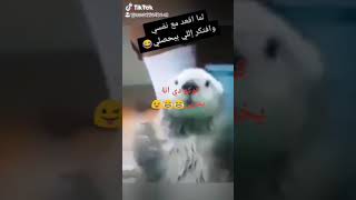 يخربي صباح صباح الدلع 