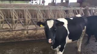15 Jersey xbreeds In Calf Heifers for sale in the uk