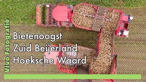 Bieten rooien 2020 Zuid Beijerland Hoeksche Waard