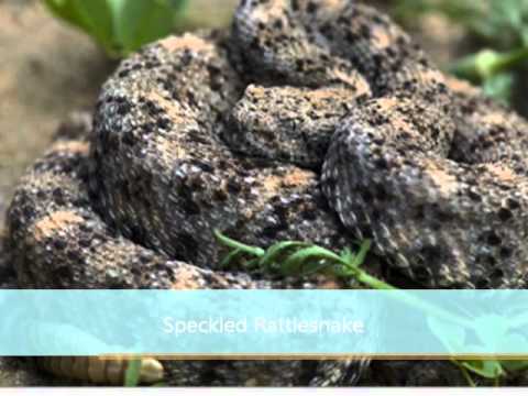 camera iphone 8 plus apk My favorite Rattlesnakes