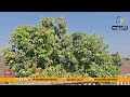 One Tree, 14 Types of Mangoes | Farmer’s Unique Experiment