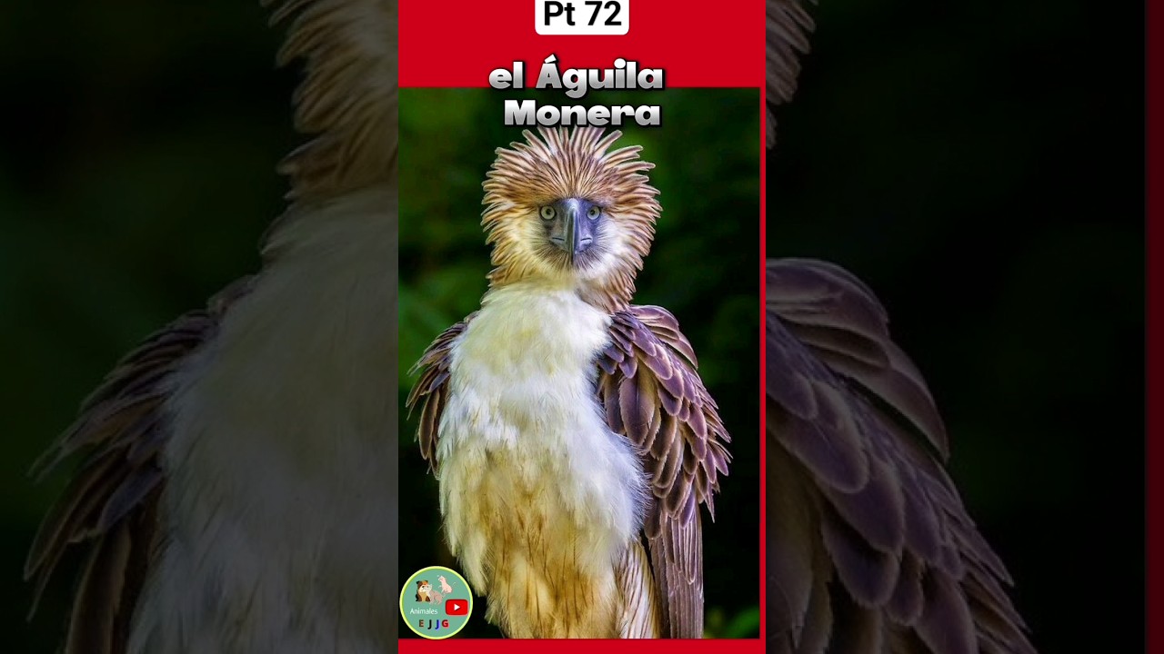 Ave nacional de cada país. Filipinas 🇵🇭. #animales #animals #ave  #nacional #viral #aguila #filipinas - YouTube