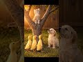 👑A Kitten Rules the Backyard Kingdom While Ducklings and a Puppy Attend the Royal Ceremony #shorts