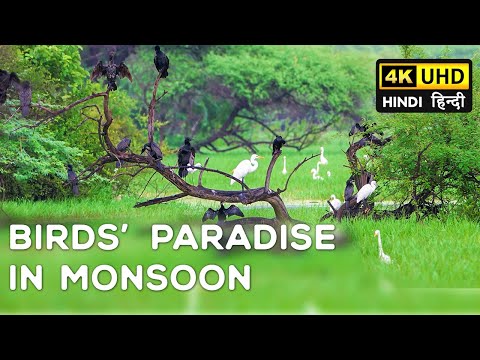 Keoladeo National Park (Bharatpur Bird Sanctuary) - Monsoon 4K Video