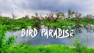 Keoladeo National Park (Bharatpur Bird Sanctuary) - Monsoon 4K Video