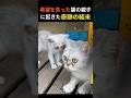 【奇跡の再生】母は娘を守り抜いた。絶望の中にいた猫の親子に起きた、光の物語。