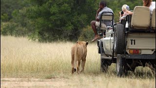 Lionesses Showing Suckle Marks! Cubs on the Way? (Mbiris)