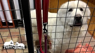 町のルンルンと山のアランを何度も往復するお父さんです　Great Pyrenees　グレートピレニーズ