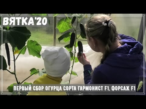Первый сбор огурца| Сорта огурца Гармонист F1, Форсаж F1