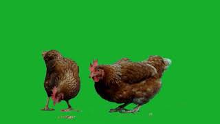 Куры на хромакее | chicken | Футажи для видео | Хромакей | green screen | ФутаЖОР