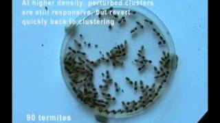 A swarm cognitive trap. Macrotermes michaelseni