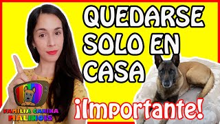 Cómo DEJAR a tu perro SOLO EN CASA | Adiestramiento Canino