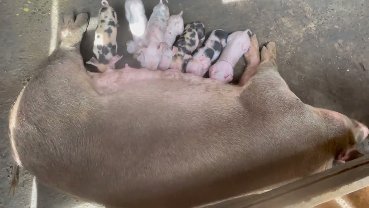 12 de fevereiro de 2026