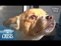 The Most Touching Story Of A Disabled Dog And His Grandma (Part 2) | Animal in Crisis Ep 292